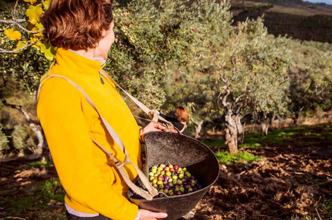 Olive Varieties: Manzanilla Cacereña, a rare gem.|Variedades de Aceite: Manzanilla Cacereña, una joya desconocida
