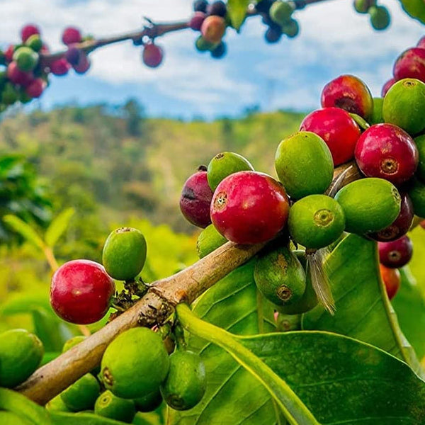 Colombia