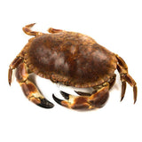 Brown Crab - Buey de Mar Galicia Fresh (Spain)