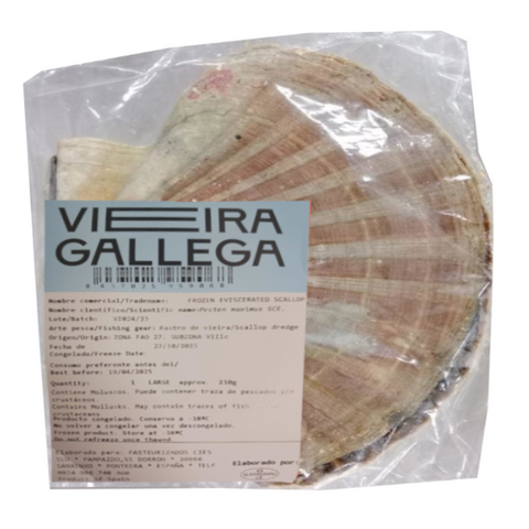 Frozen Galician Scallops P. Cies |Vieiras Gallegas Congeladas P. Cies