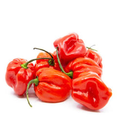 Fresh Red Havanero Chili 200g