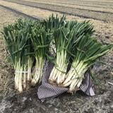 Fresh Calsots | Calsots de Temporada