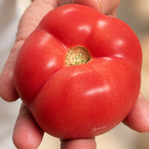Fresh Tomato with Real Taste 3pc - Approx. 500g